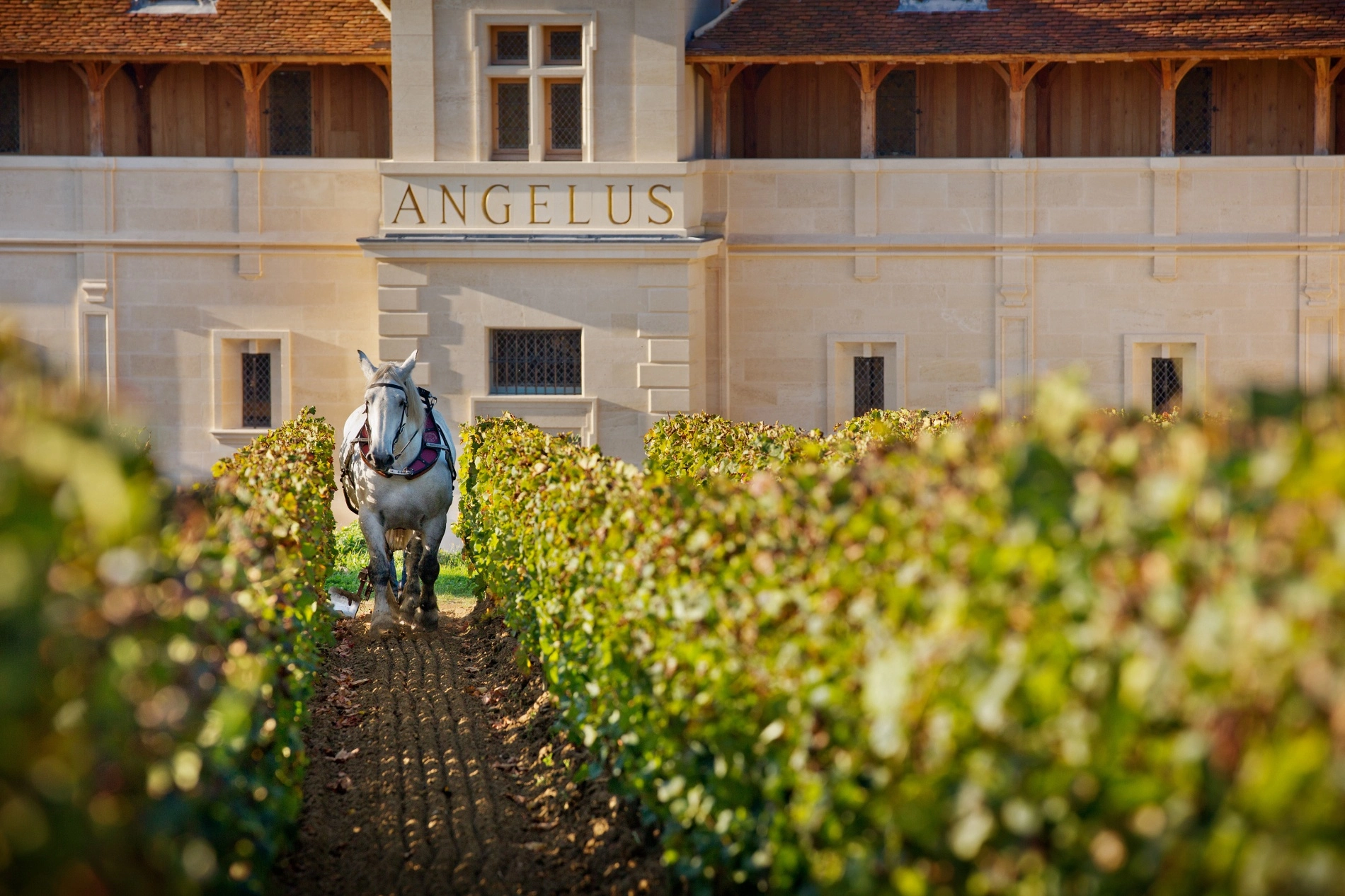 Wine Tasting Ch&acirc;teau Angelus
