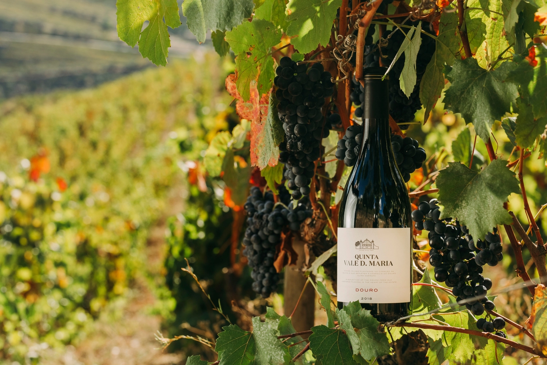 Wine Tasting &ndash; Quinta Vale D. Maria - Vertical &quot;Vinha do Rio&quot;