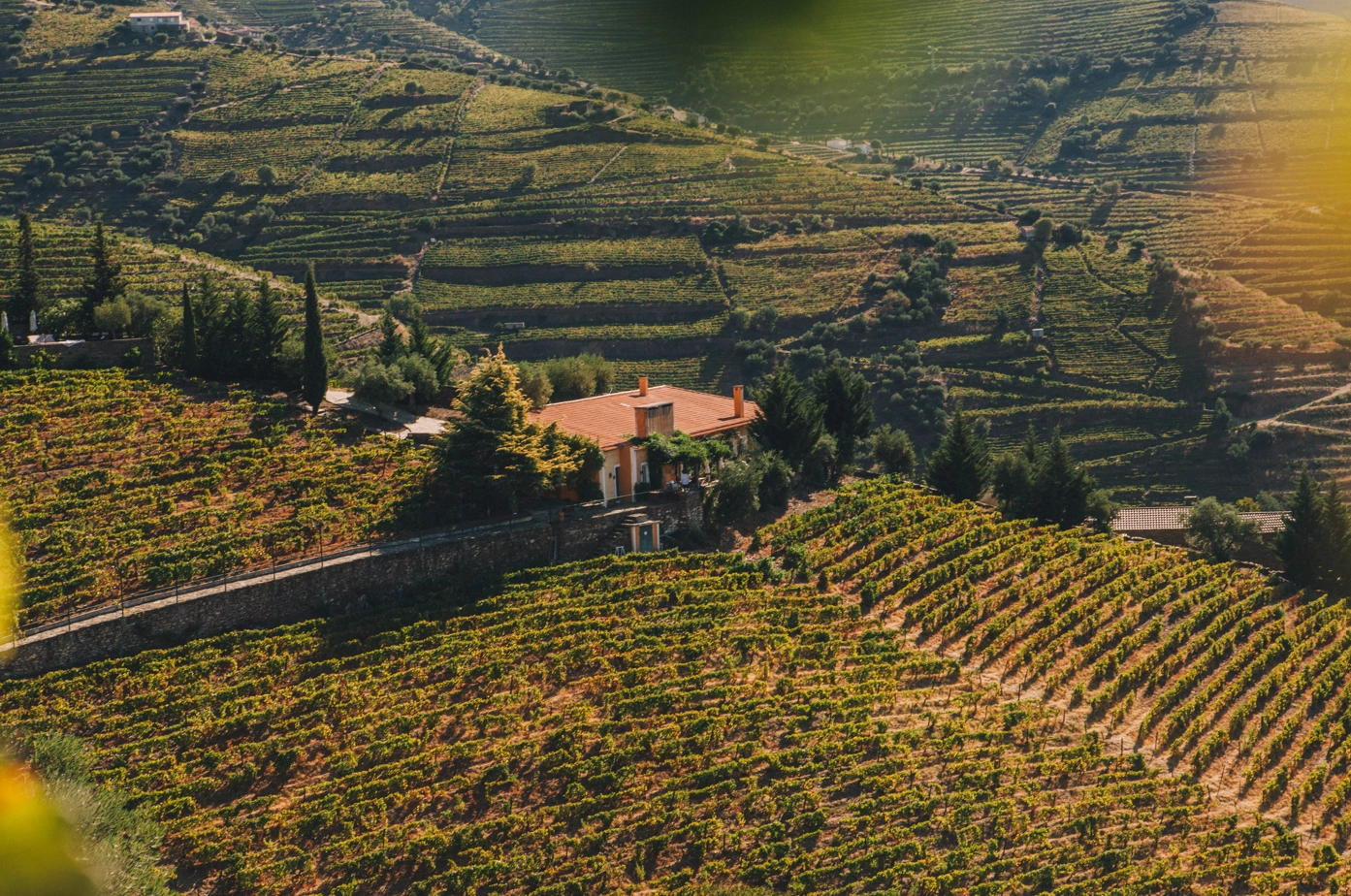 Vertical Wine Tasting - Quinta Vale D. Maria Vinha da Francisca