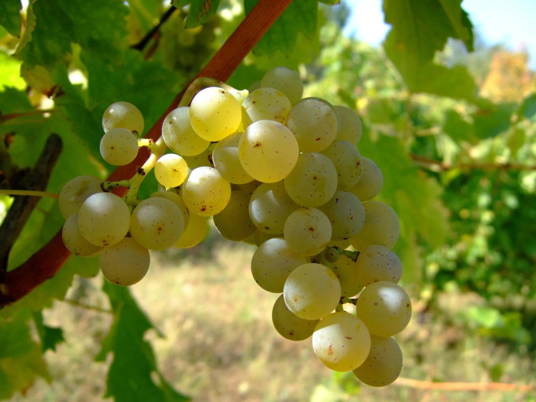 Prova de Vinho SAUVIGNON BLANC pelo mundo by Ivo Peralta