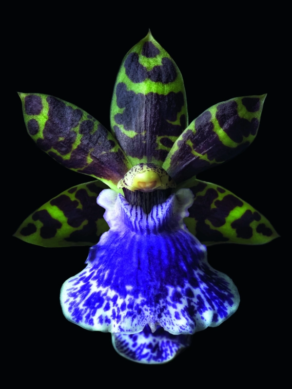 Book Signing “Purple Fever” by Carlos Mota