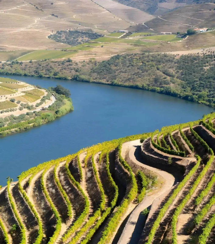 Wine Tasting: Vertical Quinta das Carvalhas